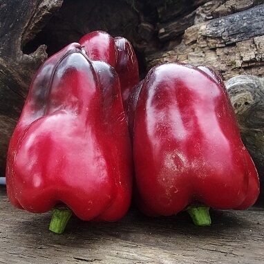 Pusnakts sapņi (Полночь Мечты)